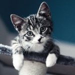 EternalFox